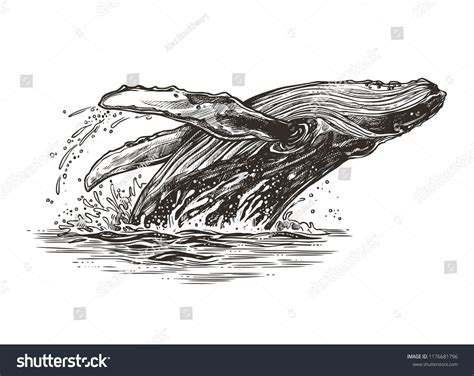 Jumping in the ocean humpback whale. Beautiful vector sketch ...