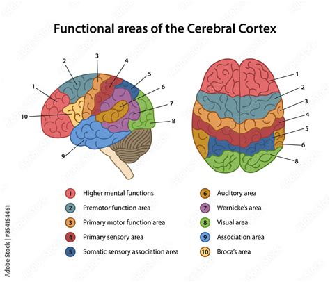 Functional areas of the Cerebral Cortex with labeled. Lateral and ...