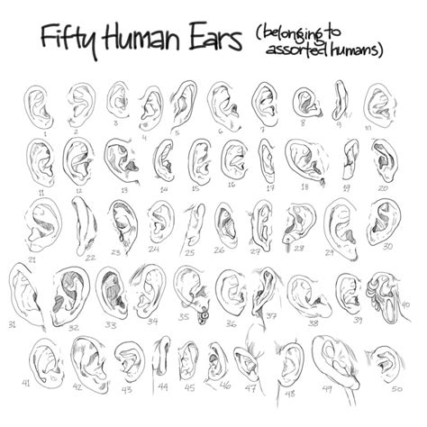 Human Ears Drawing at GetDrawings | Free download