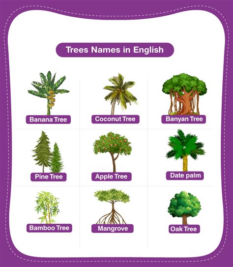 Tree Names - Explore the List of 20+ Names in English