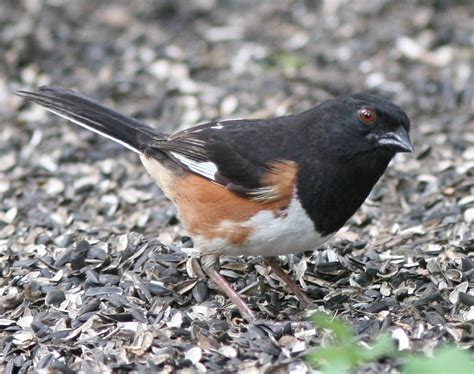 Eastern Towhee, male | Bird viewing station, Codorus Creek S… | Flickr