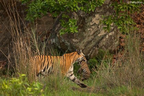 Bandhavgarh Wildlife Photography Tour - Tiger Photo Tour | The Outback ...