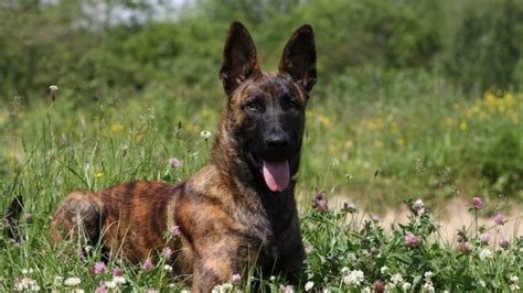 Dutch Shepherd - The Complete Breed Guide | All Things Dogs