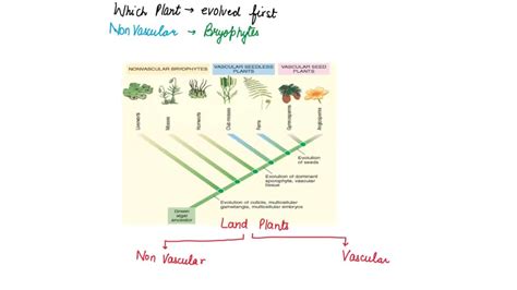 SOLVED: According to the cladogram in Figure 27-5, which plants evolved first: nonvascular ...