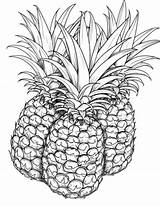 23 Prickly Pineapple Coloring Pages  My Favorite Coloring sketch template