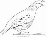 California Quail Female Coloring Page For Kids  Free Quails Printable sketch template