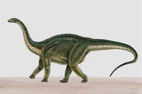 Apatosaurus Pictures & Facts - The Dinosaur Database