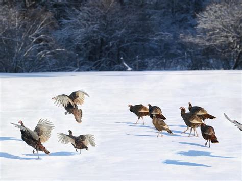 Can Wild Turkeys Fly? (Height, Speed, Distance + FAQs) | Birdfact