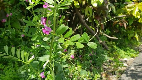 Legume family, Leguminosae or Fabaceae - YouTube