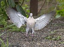 Columbidae - Wikipedia