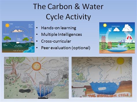 Water and Carbon Cycle Diagrams Activity - Teach With Fergy