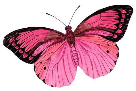 Monarch butterfly Greta oto Clip art - pink butterfly background png ...