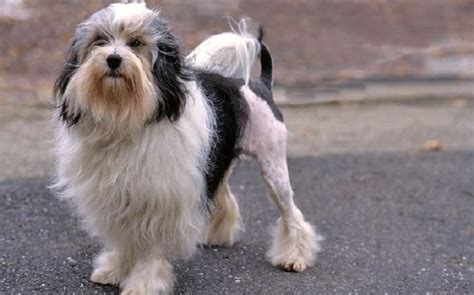 Löwchen Dog Breed – Origin, Behavior, Trainability, Facts, Puppy, Price, Color, Health