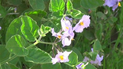 Wild Plants of the Santa Monica Mountains – Spring Equinox 2016 . by ...