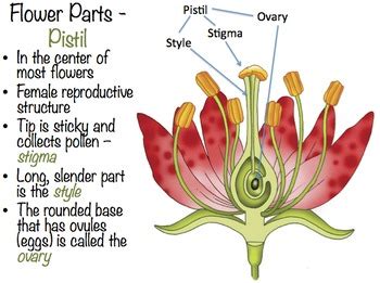 Flower Parts and Functions by msfishie | Teachers Pay Teachers