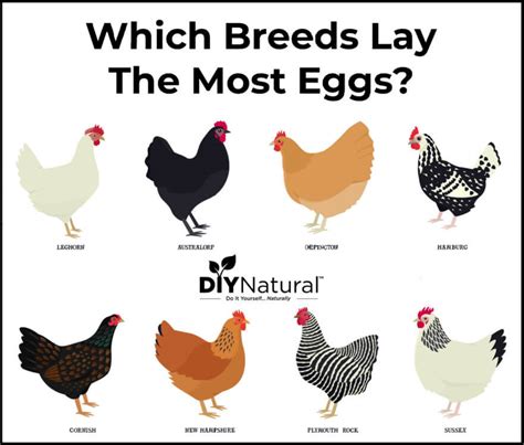 Best Egg Laying Chickens: A List of The 15 Best Chicken Breeds for Eggs