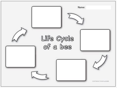 Printable Bee Life Cycle Worksheet