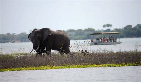 08 Days Southern Tanzania Safari starting from Dar es Salaam | Safari ...