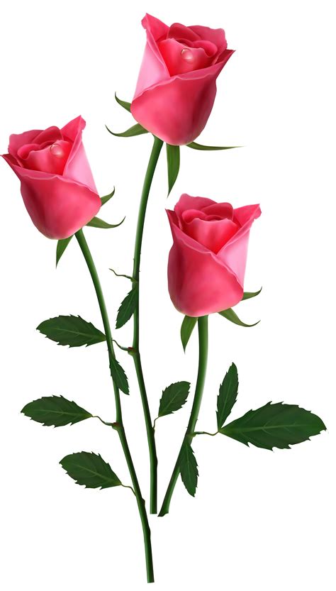 Beautiful Transparent Pink Roses PNG Clipart Picture | Gallery Yopriceville - High-Quality Free ...