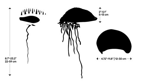 Portuguese Man o' War (Physalia physalis) Dimensions & Drawings ...