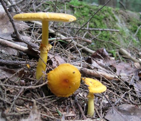 Study Shows That Some Fungi Help Soils Keep More Carbon Out of the Air