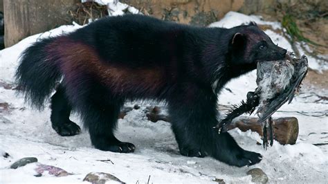 Wolverines & Ravens | Finland's Winter Survival Duo | Britannica