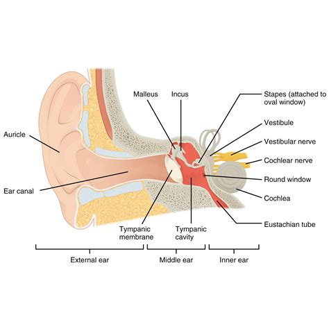 Image | Radiopaedia.org