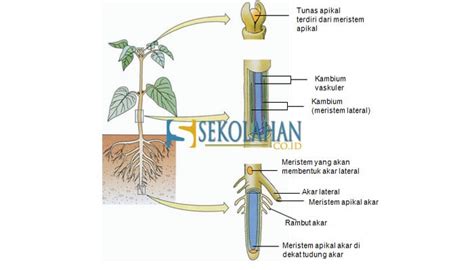 Jaringan Meristem : Pengertian, Ciri, Jenis, Letak, Struktur dan Fungsi ...