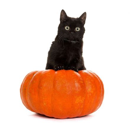 13 black cats on Instagram you'll want to follow this Halloween season ...