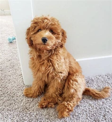 Red Goldendoodle Guide: Everything You Need To Know