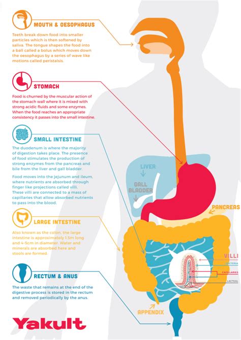 Digestive Health - Yakult Australia