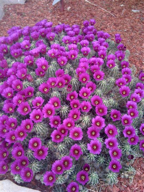 Cactus plants, Blooming cactus, Cactus flower