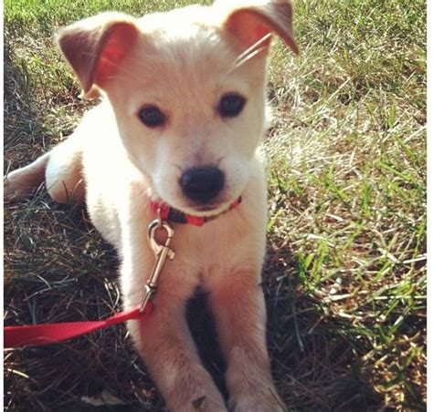 American dingo Carolina dog puppy | 犬