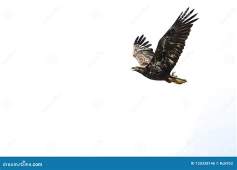 Young Bald Eagle Flying on a White Background Stock Photo - Image of ...