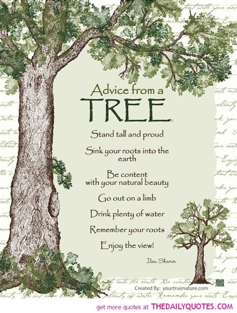 Quotes About Friendship And Trees. QuotesGram