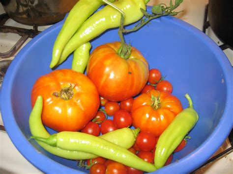 Tomato harvest!! - Farming Your Yard