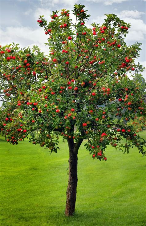 How to Grow an Apple Tree | Trees to plant, Growing fruit trees, Apple ...