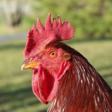 TOP 9 Chicken Comb Types - Everything You Need To Know About