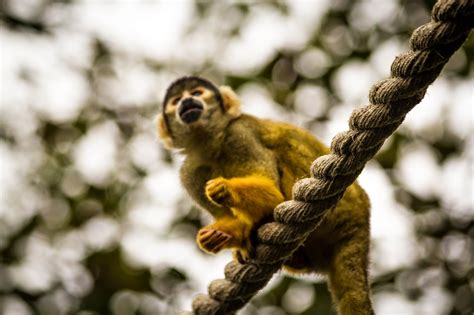 ZSL London Zoo: Monkeys