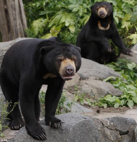 Thirsty? Sun bear gives a foot-long hint that a cool drink may be in order | Daily Mail Online