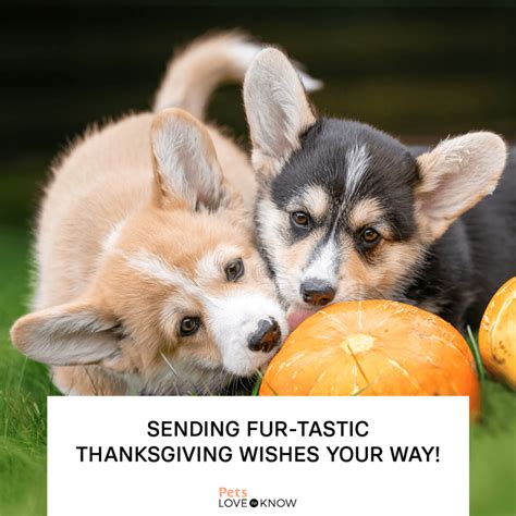 11 Happy Thanksgiving Dog Memes for Maximum Tail-Wags | LoveToKnow Pets