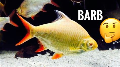 Tinfoil Barb Care - Species Profile - YouTube