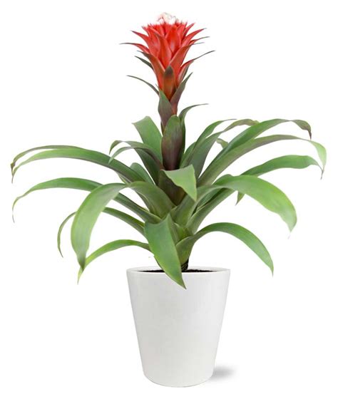 Ruby Red Bromeliad Plant at From You Flowers