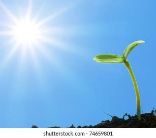 3,886,754 Plant Sun Images, Stock Photos & Vectors | Shutterstock