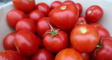 Best Greenhouse Tomatoes Varieties - Home Garden Vegetables