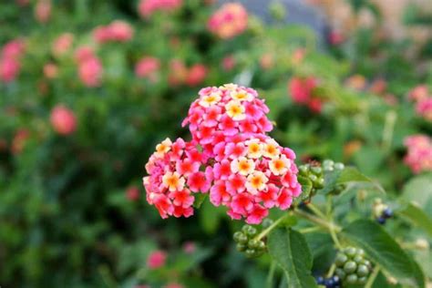 11 Different Types of Lantana Flowers for Your Garden | Kübelpflanzen, Winterharte pflanzen ...