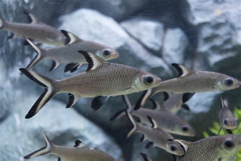 Top 9 Freshwater Sharks for Aquariums | PetMD