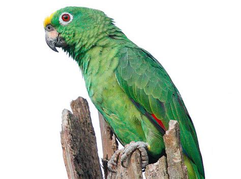 Small Green Parrot Species