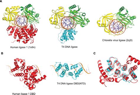 Figure 2 from T4 DNA ligase structure reveals a prototypical ATP-dependent ligase with a unique ...