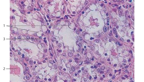 De Histology: Mammary Gland (Histology)